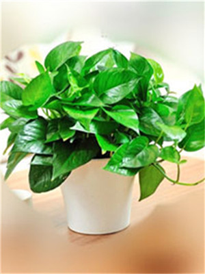 小綠蘿-寧波綠植租賃