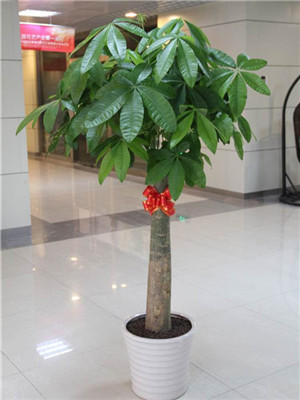 單桿發(fā)財(cái)樹-寧波綠植租賃