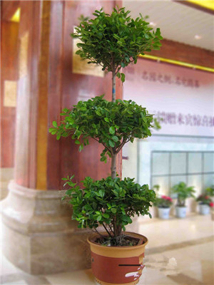 搖錢樹(shù)-寧波綠植租賃