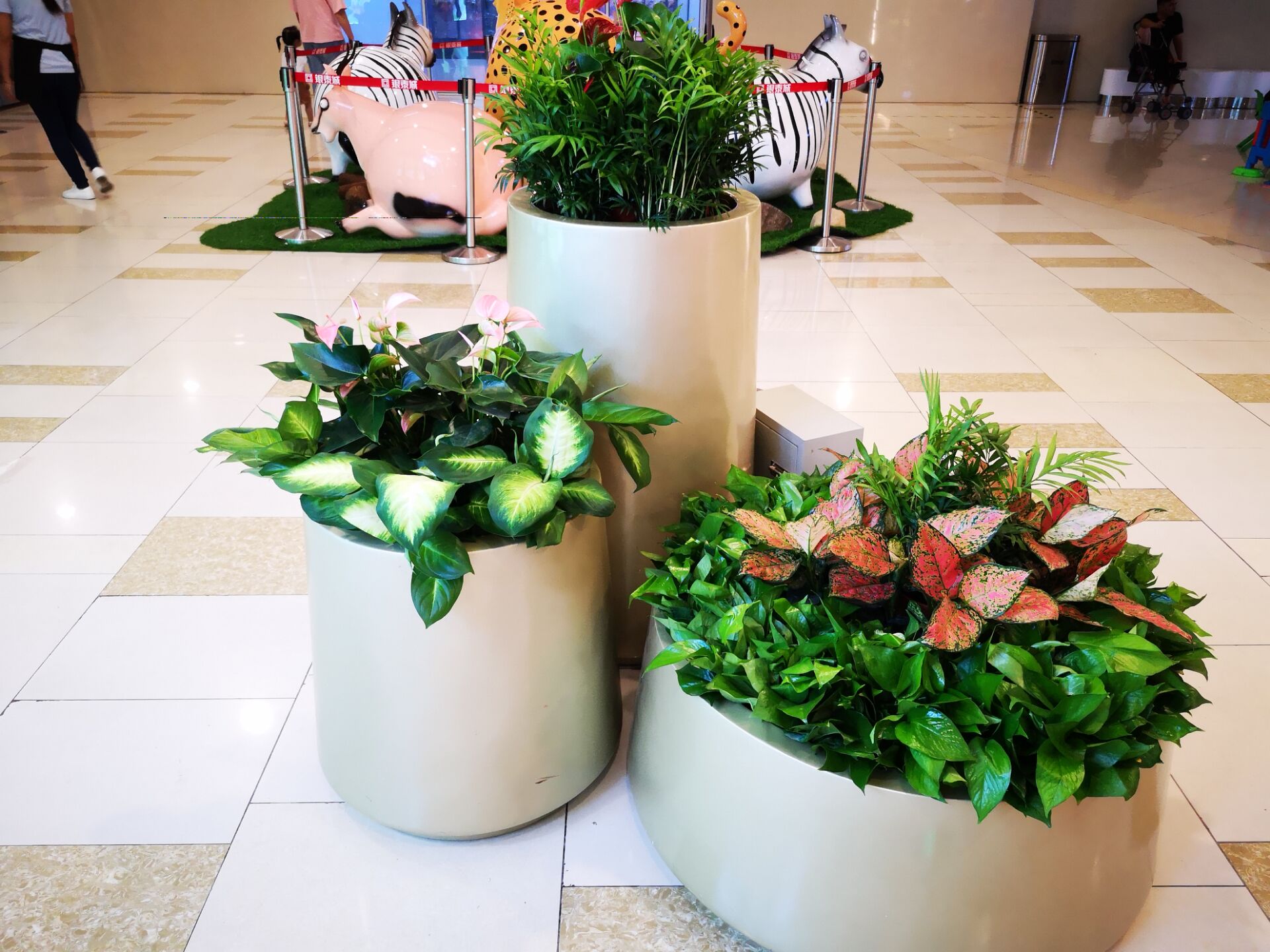 寧波綠植租賃：辦公室里面的綠植為什么會發(fā)黃